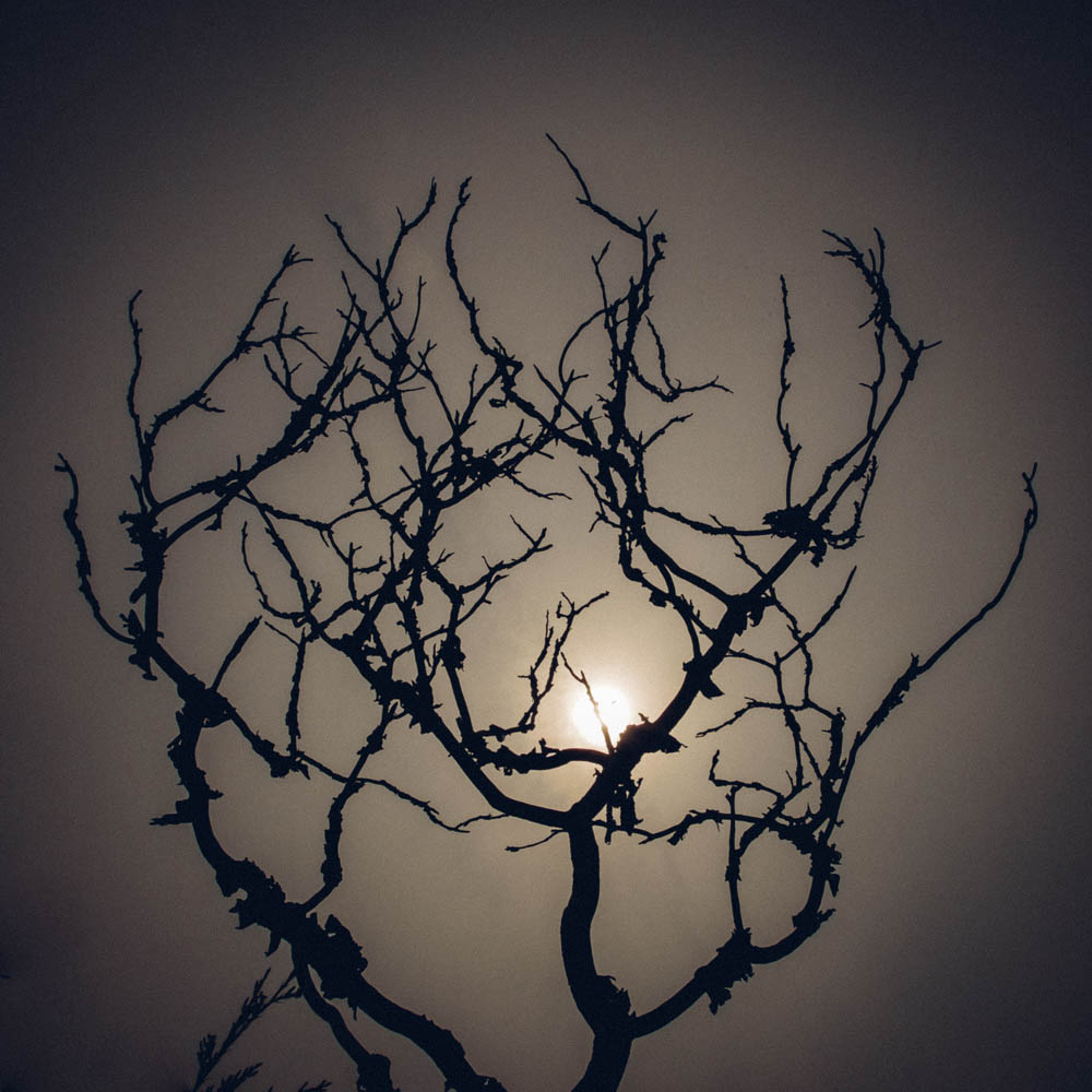 Overcast sun behind a bare tree