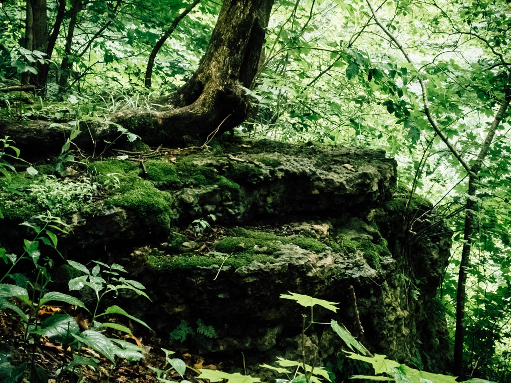 Tree, moss and rock