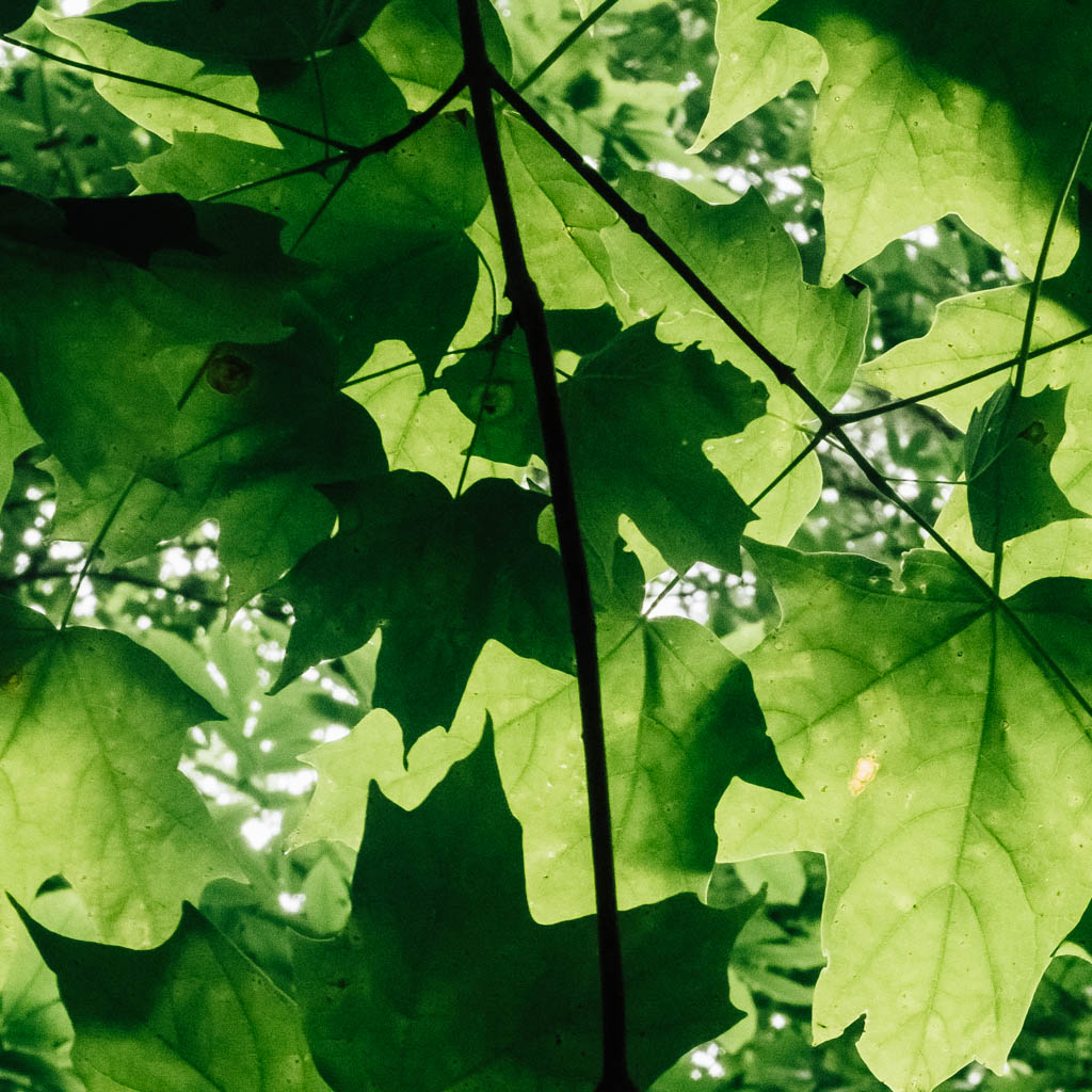 Eyes in the Leaves