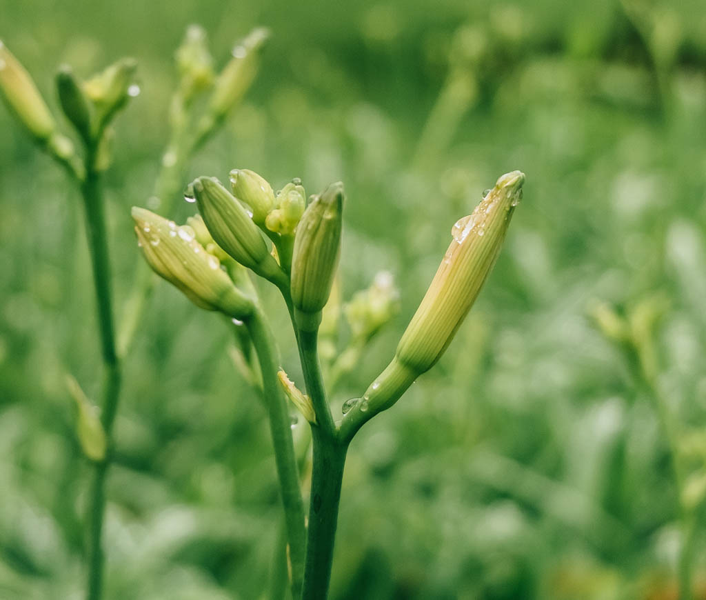 Rain and Buds