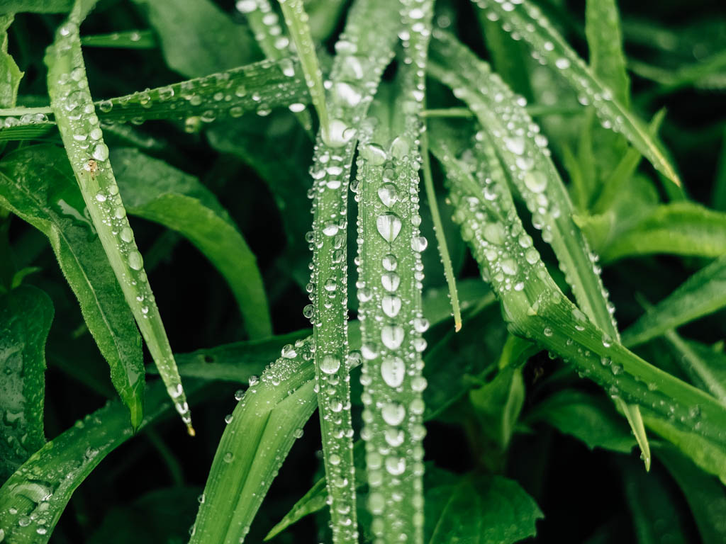 Water drops on leaves