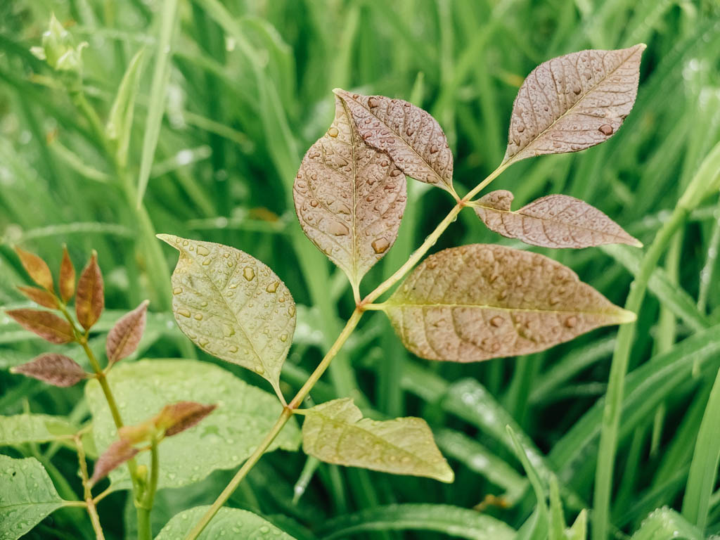 Morning leaves